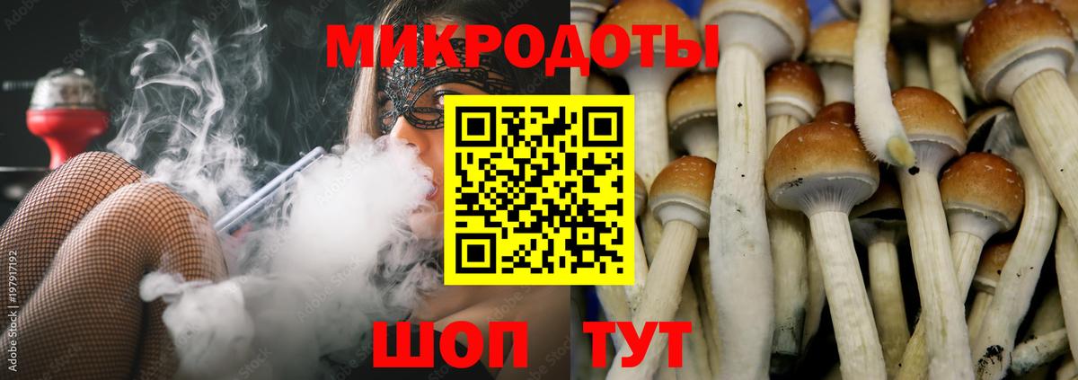 Галлюциногенные грибы Psilocybe Камышин